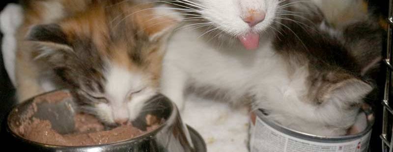 Cats and Kittens Need YOU!